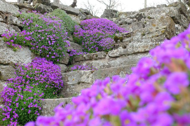 Rockcress Cascading Purple Flower - Aubrieta Hybrida